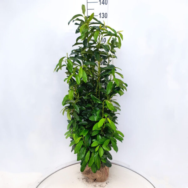 Laurierhaag / laurierkers haag 'Genolia' 120-140 cm (Prunus laurocerasus)