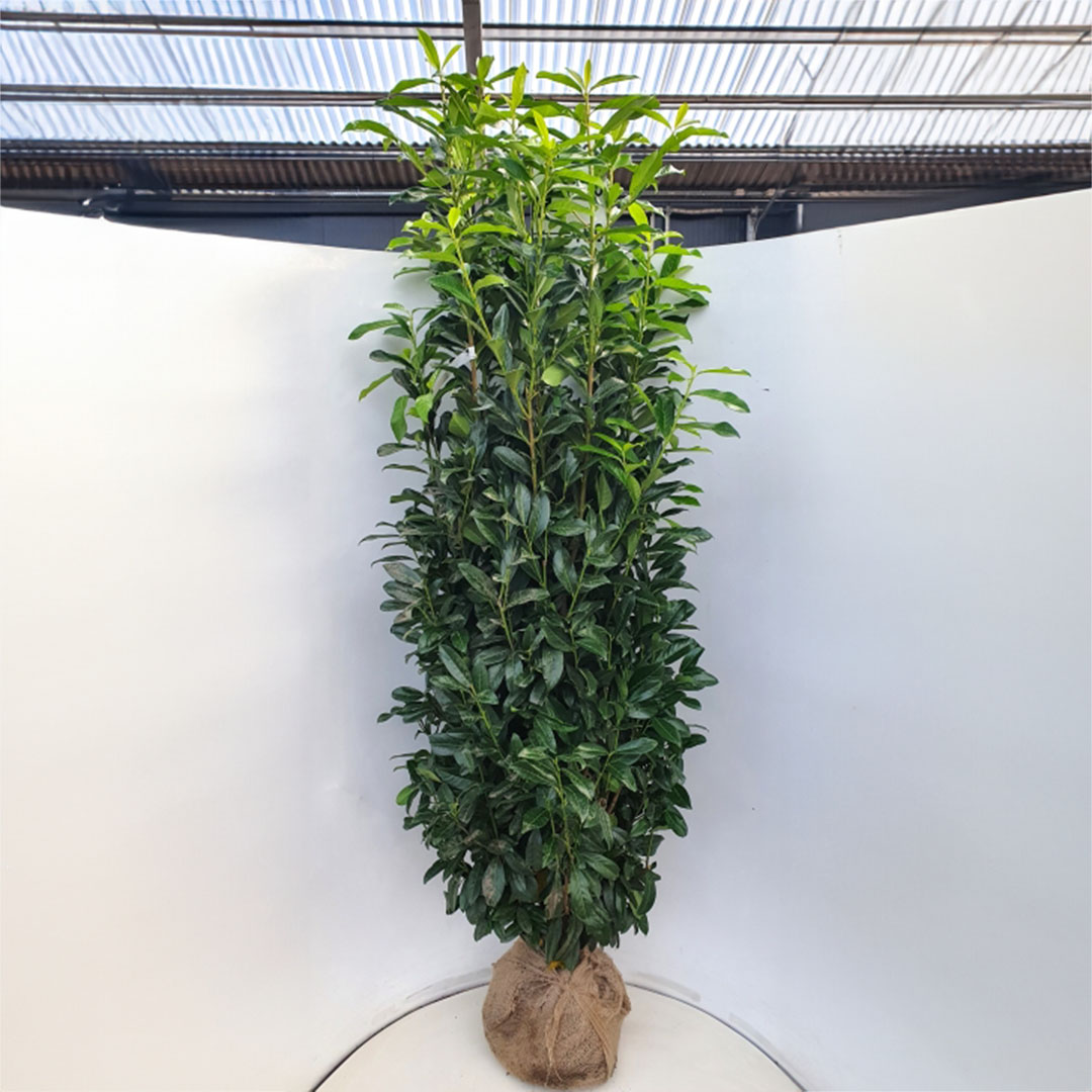 Laurierhaag / laurierkers haag 'Genolia' 175-200 cm (Prunus laurocerasus)