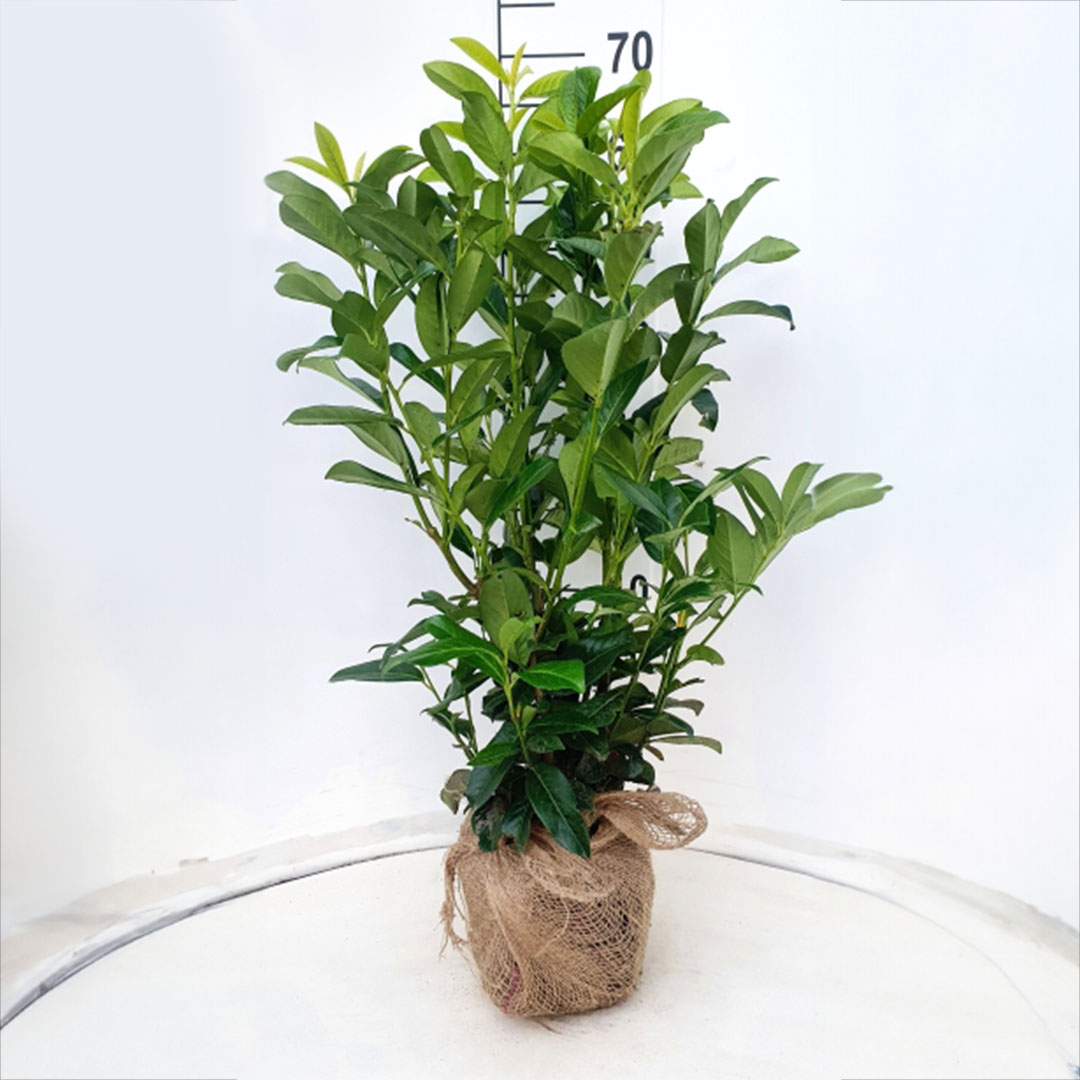 Laurierhaag / laurierkers haag 'Genolia' 60-80 cm (Prunus laurocerasus)
