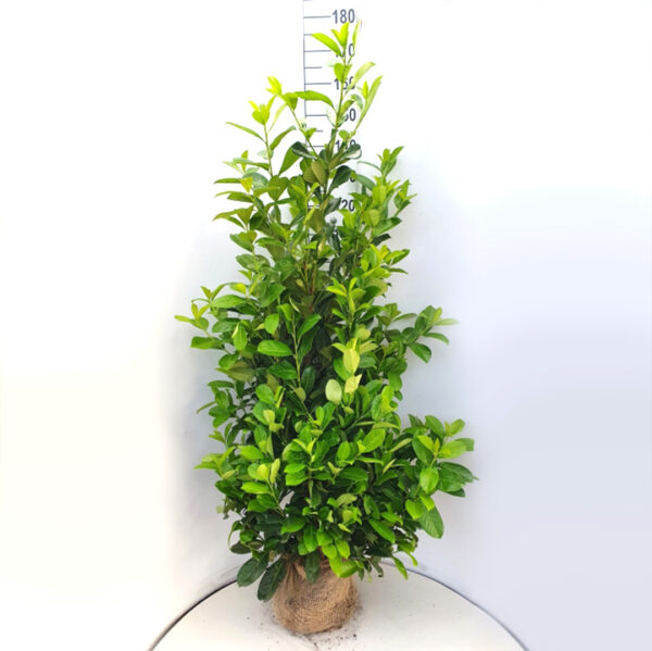 Laurierhaag 'Rotundifolia' 140-160 cm - laurierkers haag (Prunus laurocerasus)