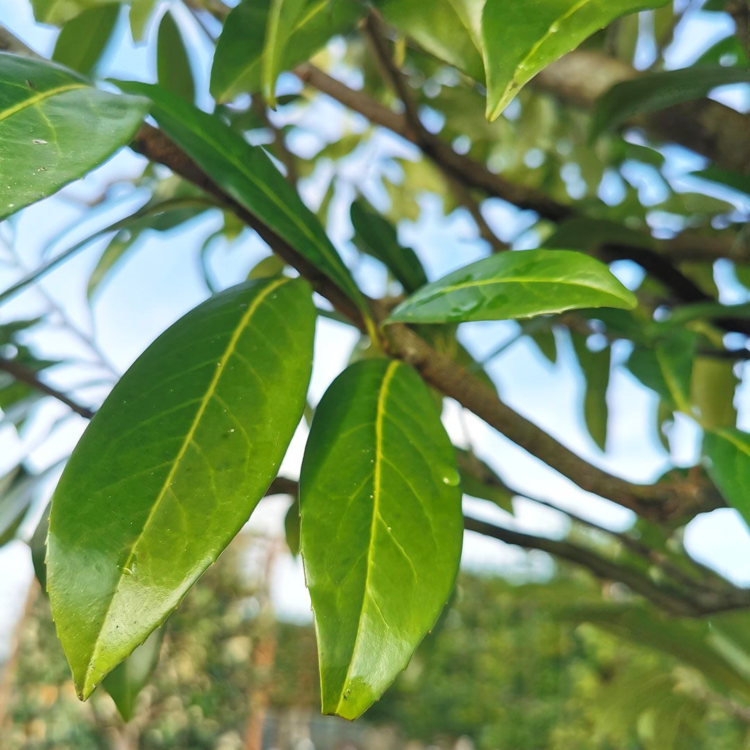 Laurierkers blad (Prunus laurocerasus)