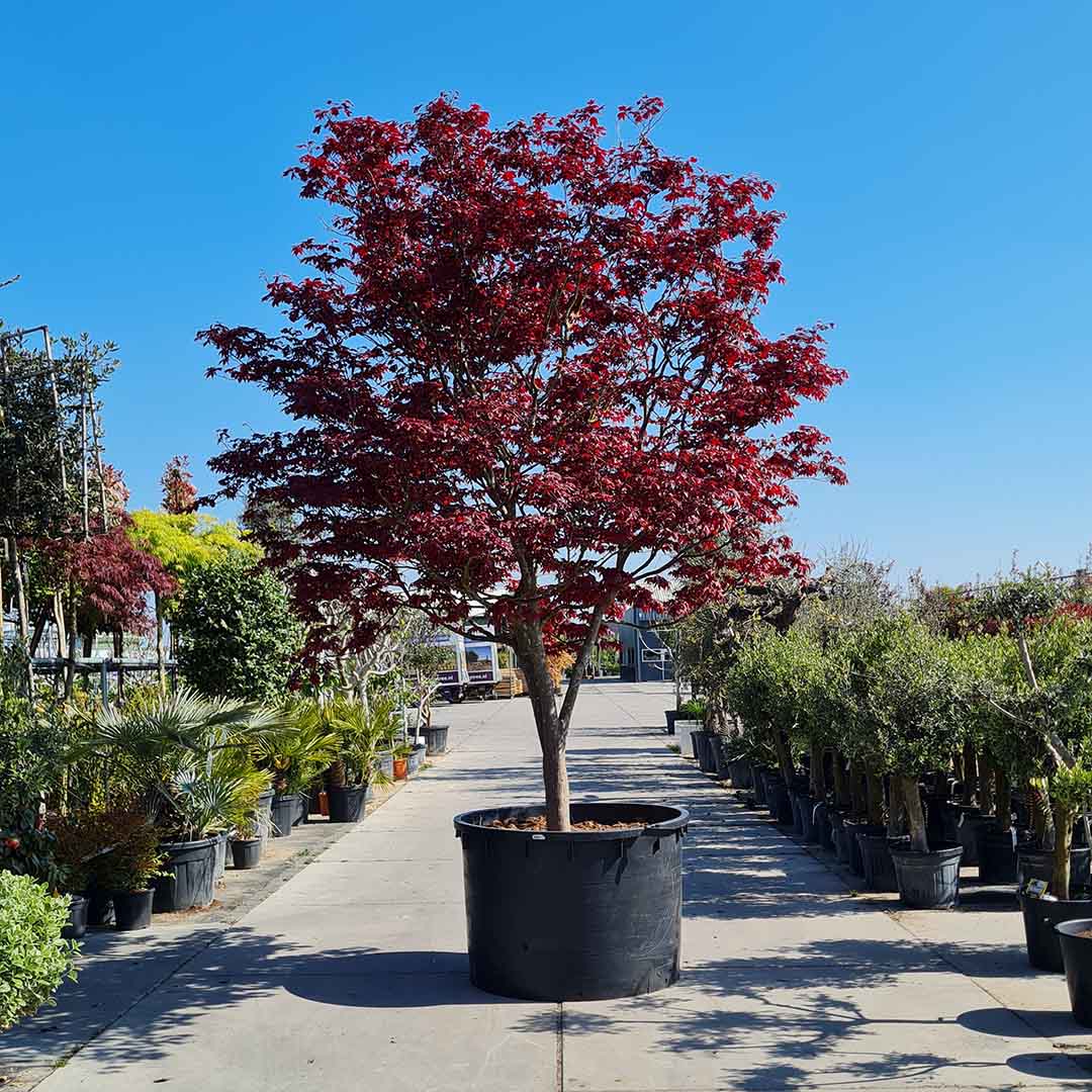 Japanse esdoorn 'Bloodgood' 400-450 cm (Acer palmatum)