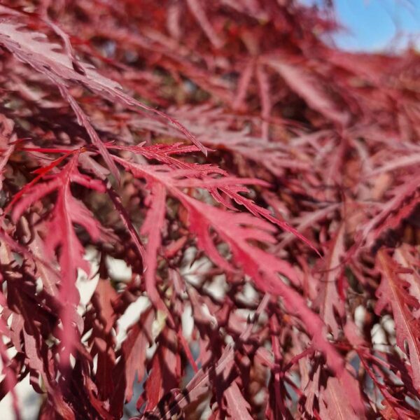 Japanse esdoorn 'Garnet' blad (Acer palmatum)