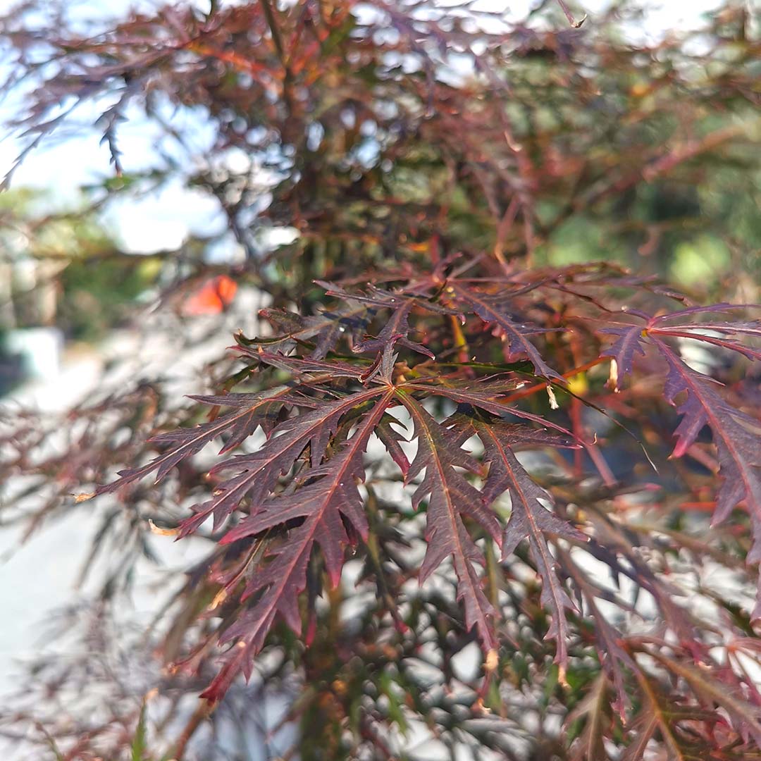 Japanse esdoorn 'Dissectum Garnet' blad (Acer palmatum)