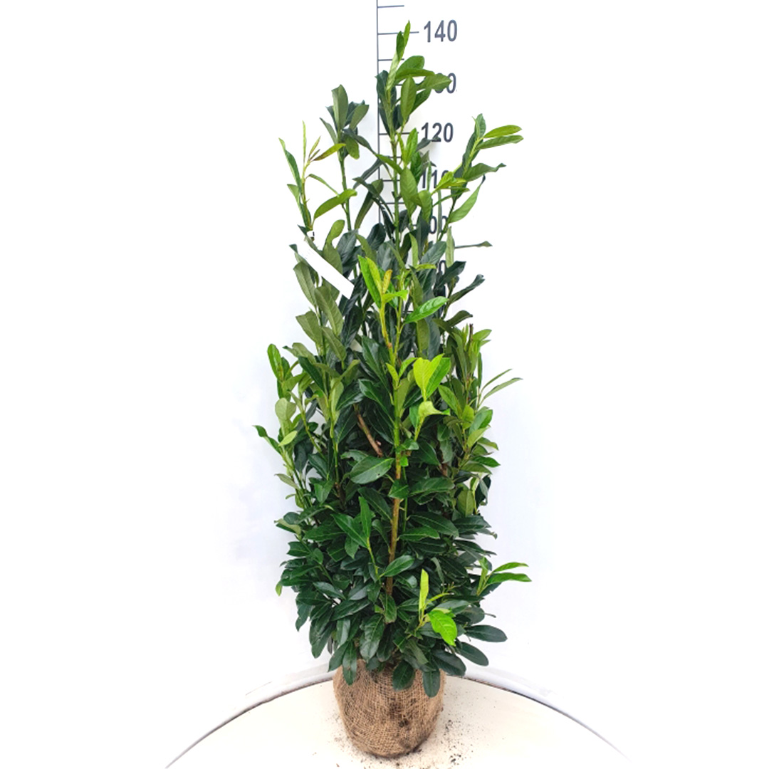 Laurierhaag / laurierkers haag 'Elly' 120-140 cm (Prunus laurocerasus)