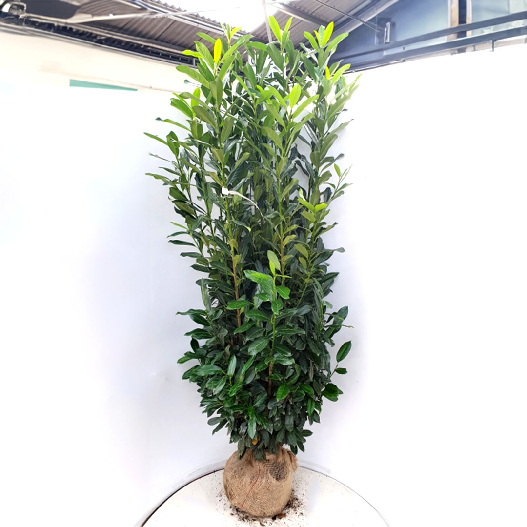Laurierhaag / laurierkers haag 'Elly' 175-200 cm (Prunus laurocerasus)