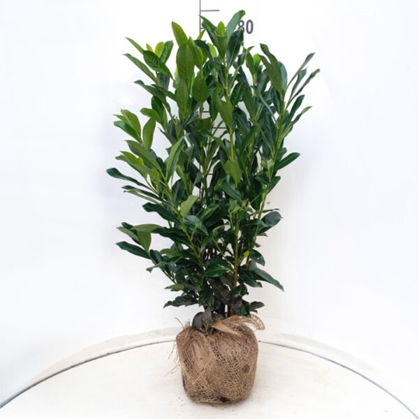 Laurierhaag / laurierkers haag 'Elly' 80-100 cm (Prunus laurocerasus)