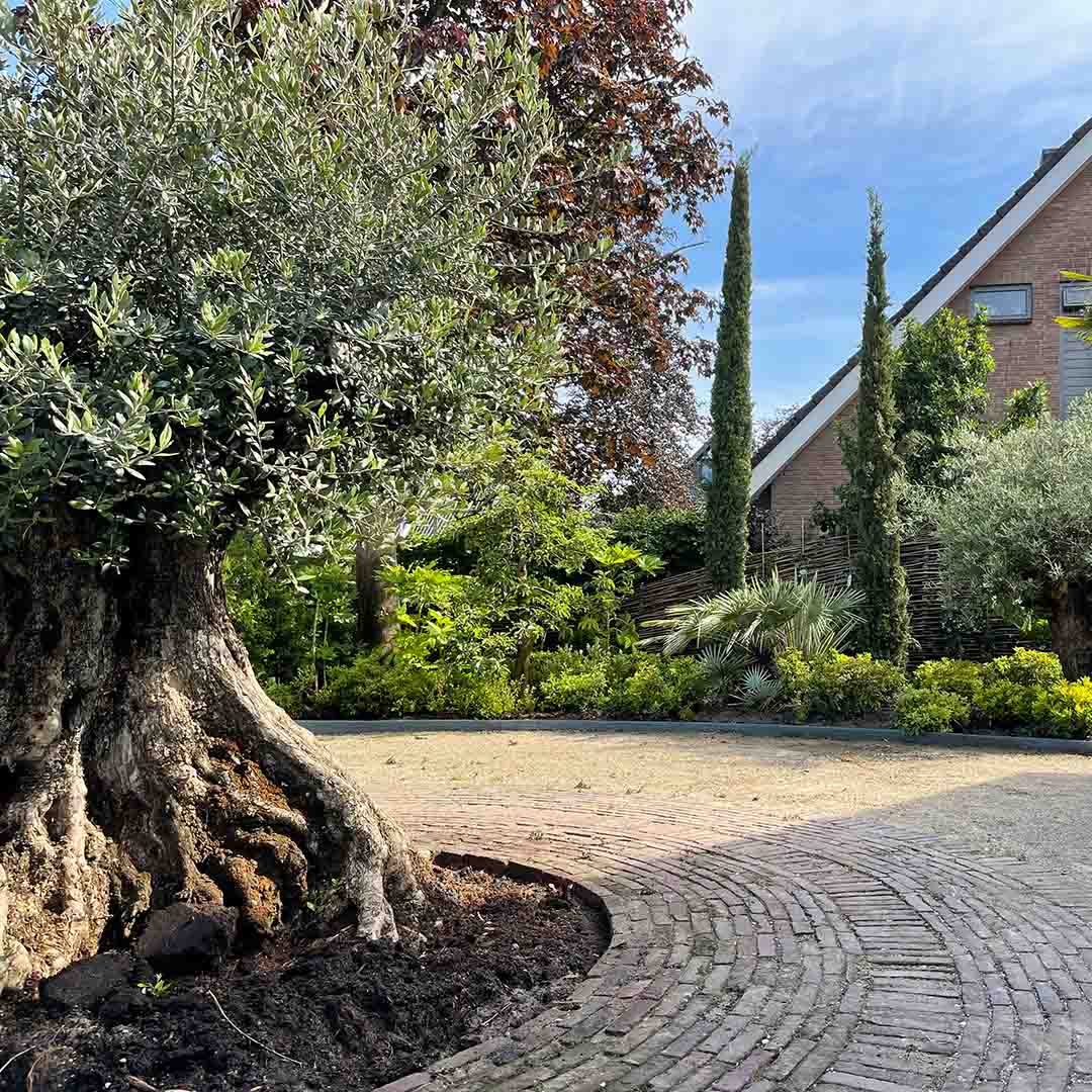 Olijfboom 'Bonsai' ruwe stam in volle grond (Olea europaea) - Aanplantservice CityTree