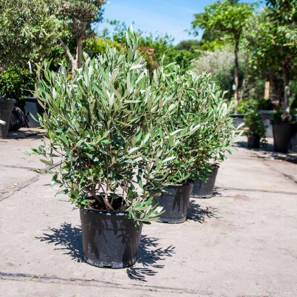 Olijfstruik/ olijfboom struik (Olea europaea)