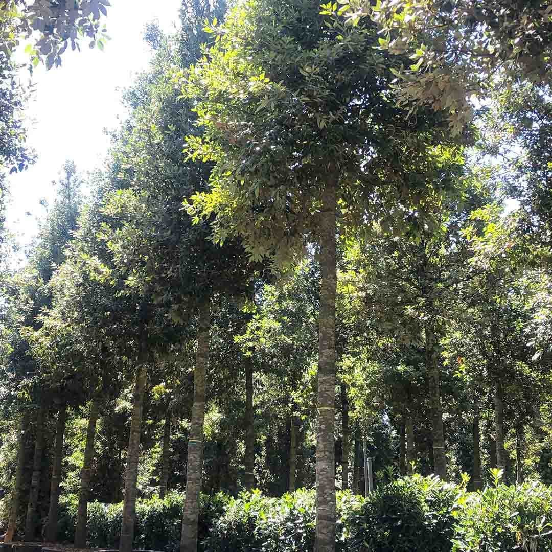 Steeneik Ø30-35 cm stamomtrek (Quercus ilex)
