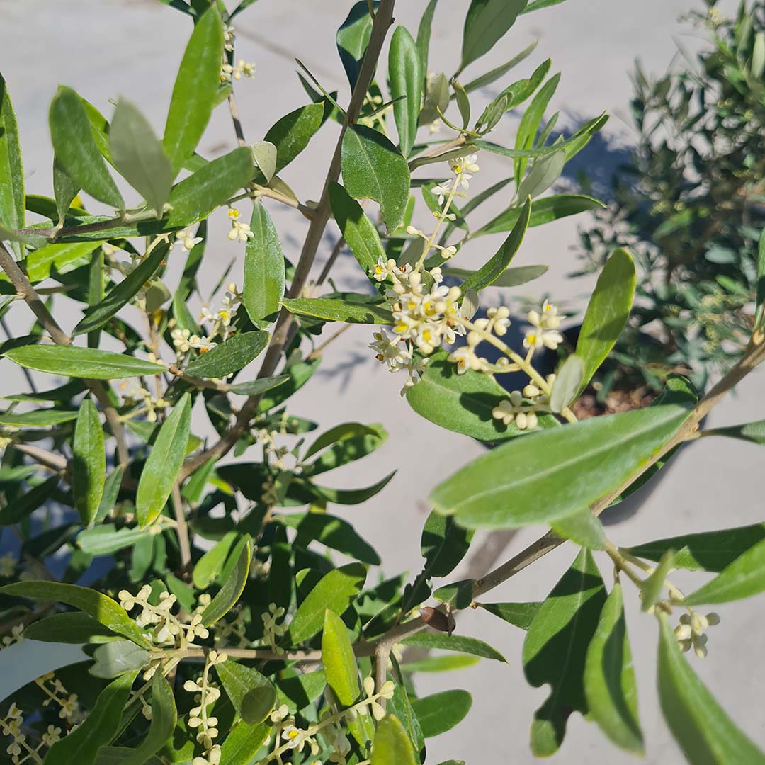 Olijfboom blad en bloei / bloesem (Olea europaea)