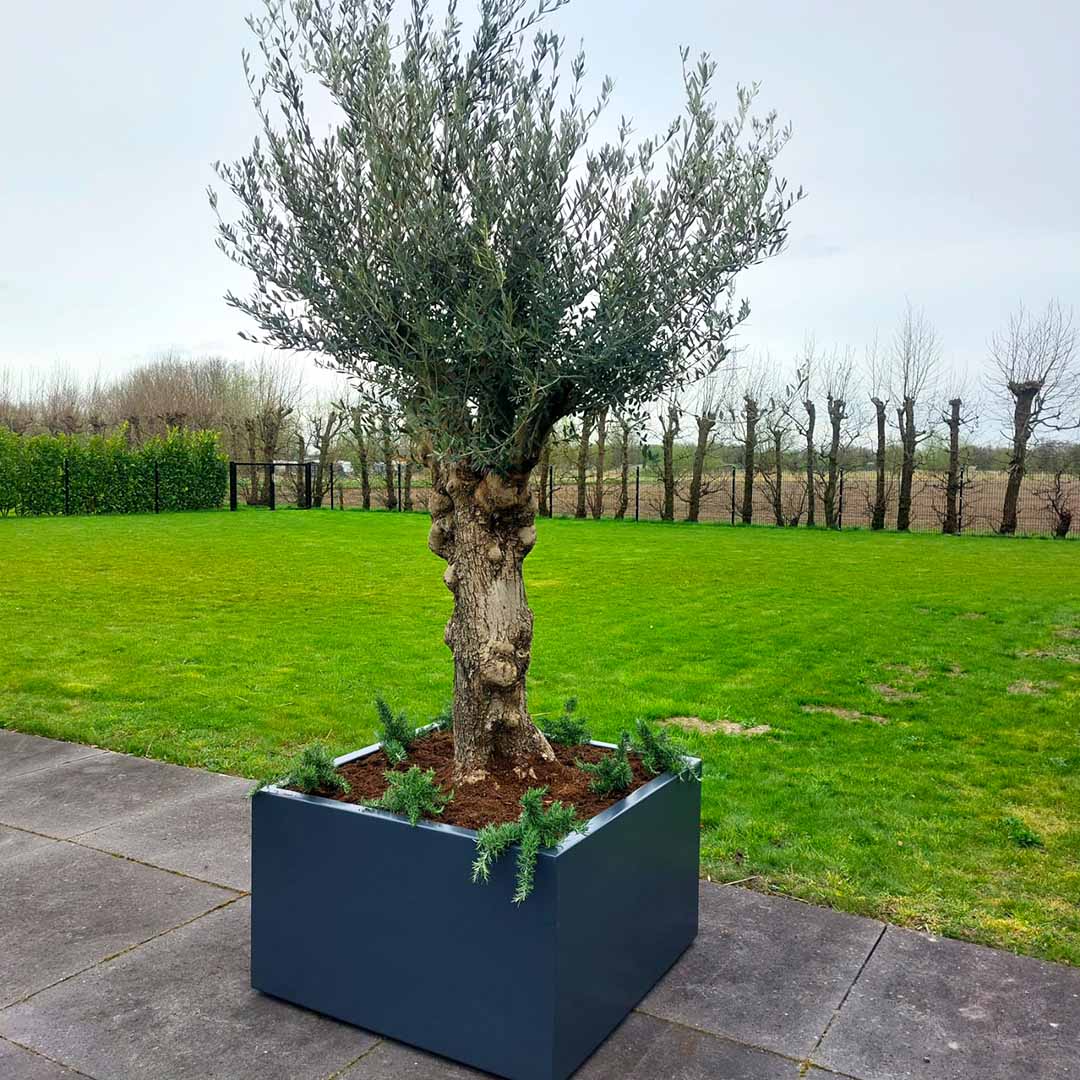 olijfboom bonsai met rosemarijn in aluminium plantenbak aanplantservice