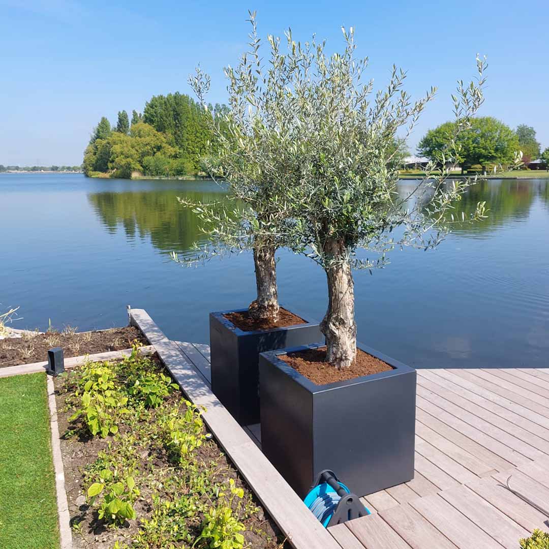 Olijfboom 'Bonsai' ruwe stam in plantenbak aan het water (Olea europaea) - Aanplantservice CityTree