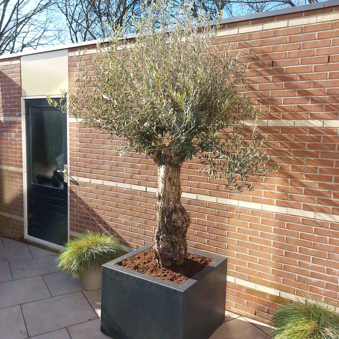 olijfboom bonsai in polyester plantenbak aanplantservice (olea europaea)