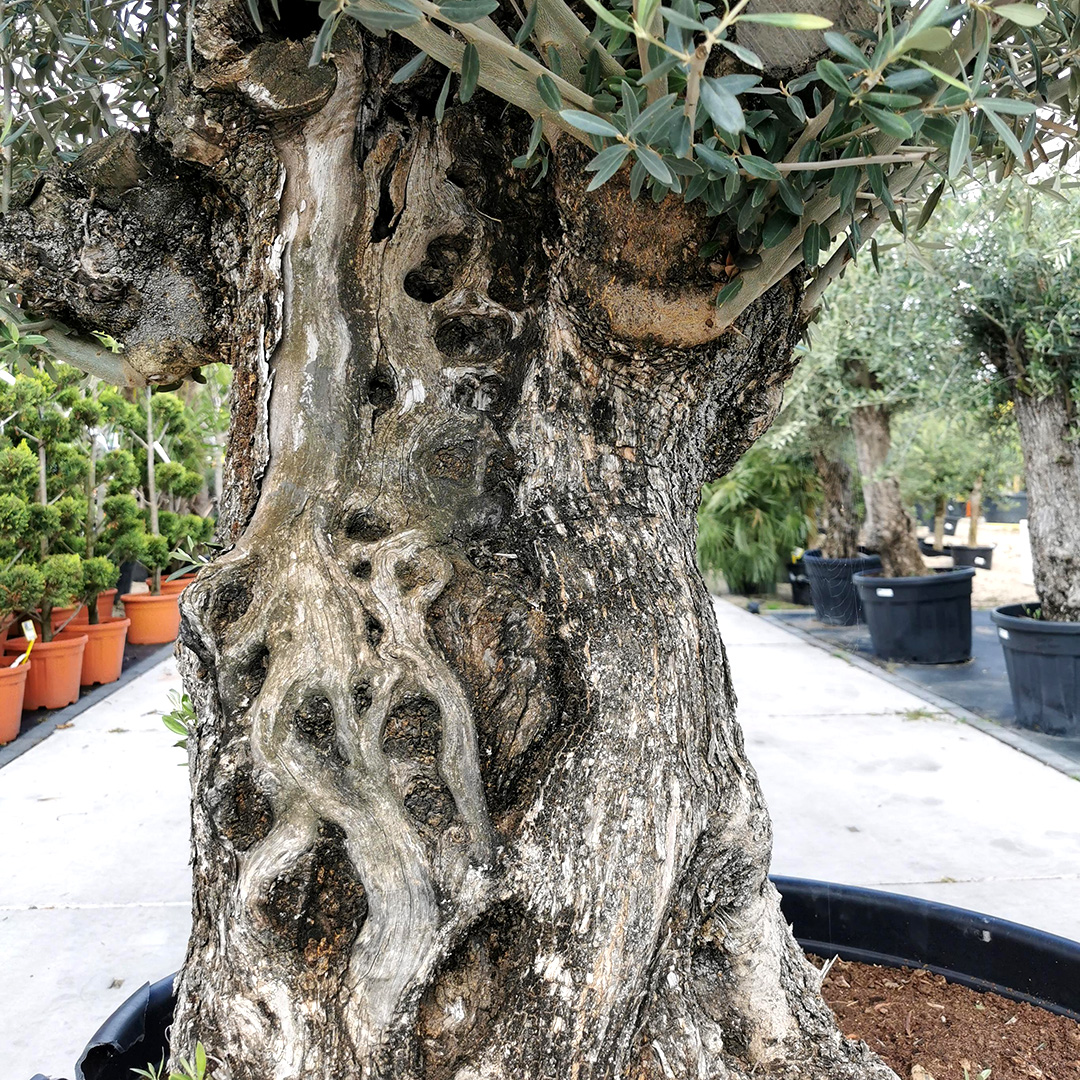 Olijfboom bast - ruwe stam (Olea Europaea)