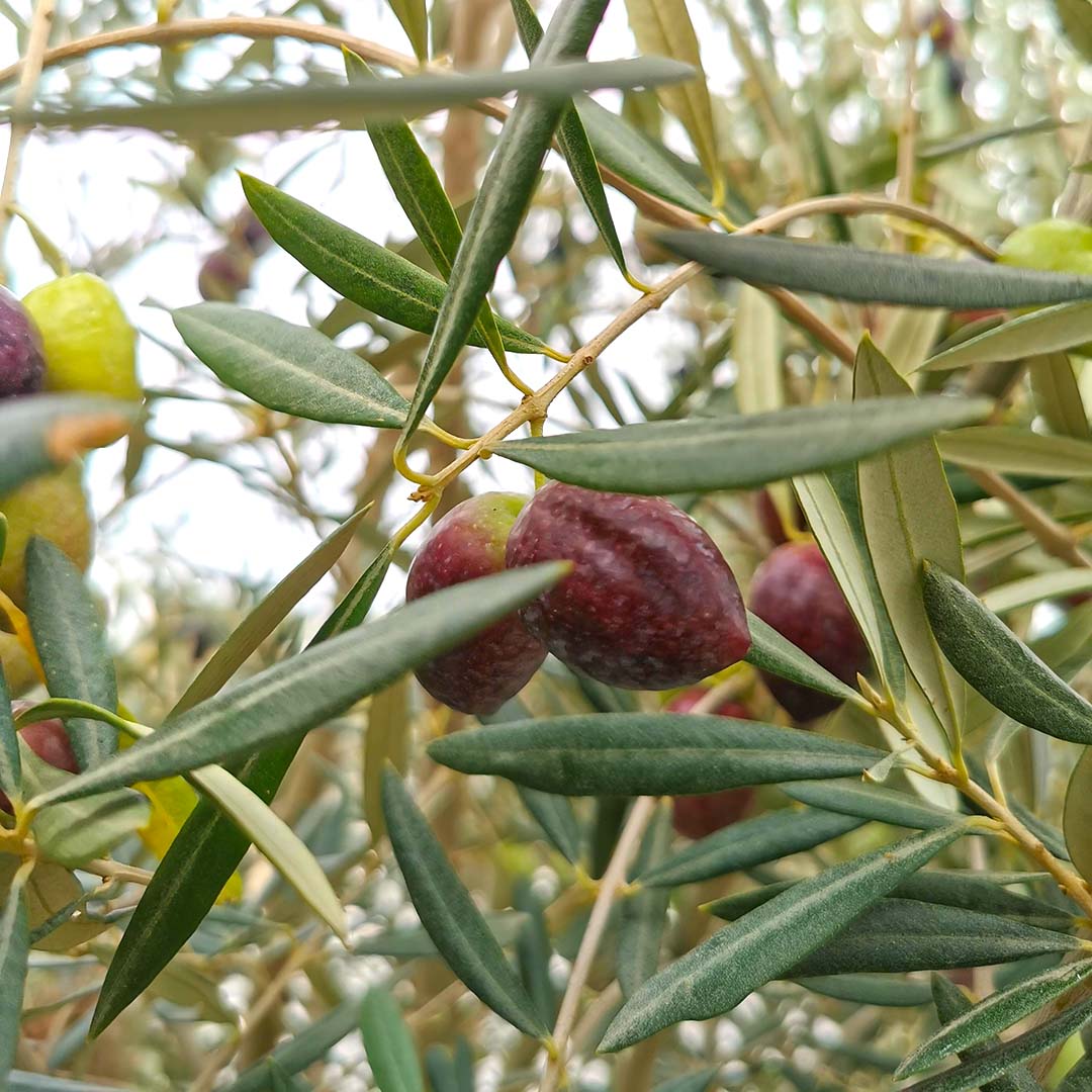 Olijfboom blad en vrucht - olijven (Olea europaea)