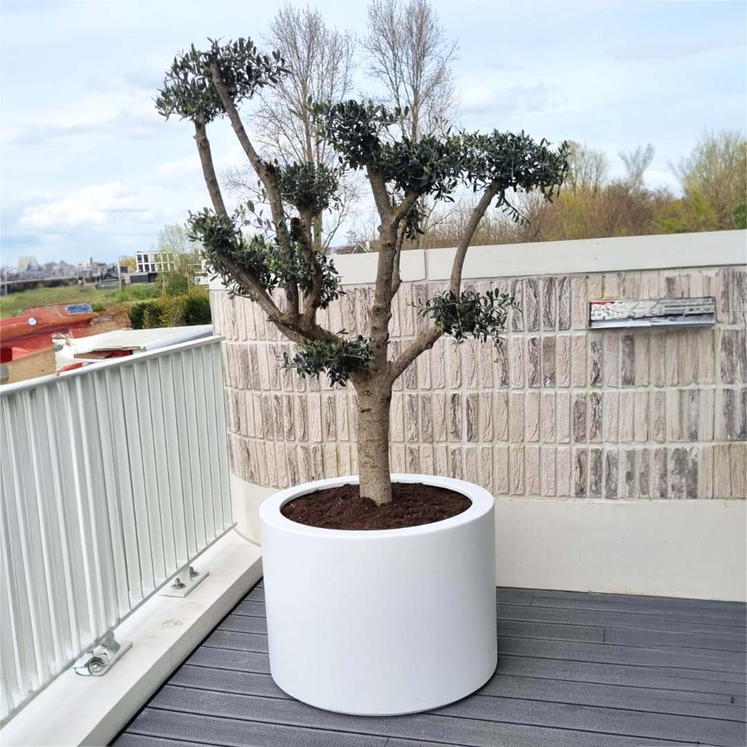 olijfboom 'pompom' aanplantservice polyester plantenbak wit cilinder (olea europaea)