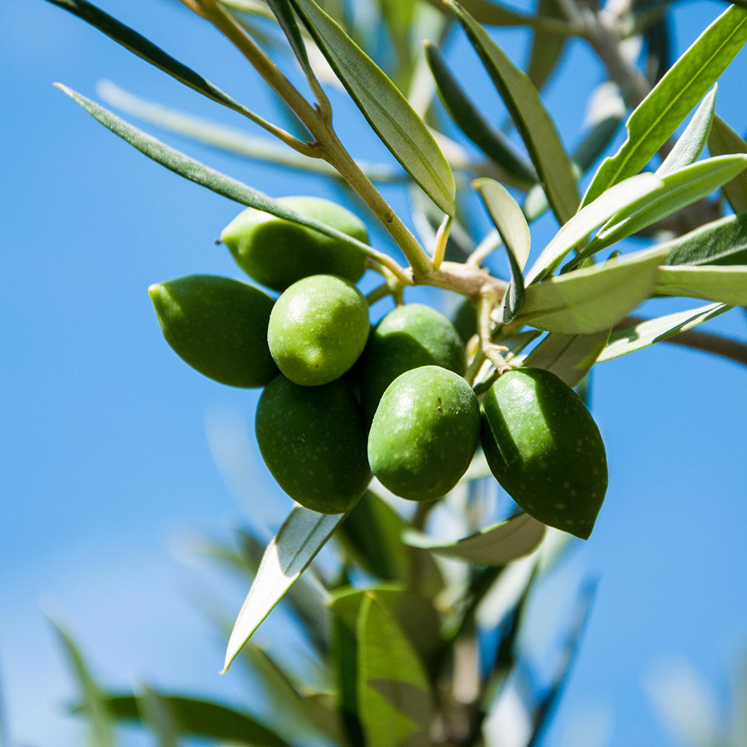 Olijfboom blad en vrucht - olijven (Olea europaea)