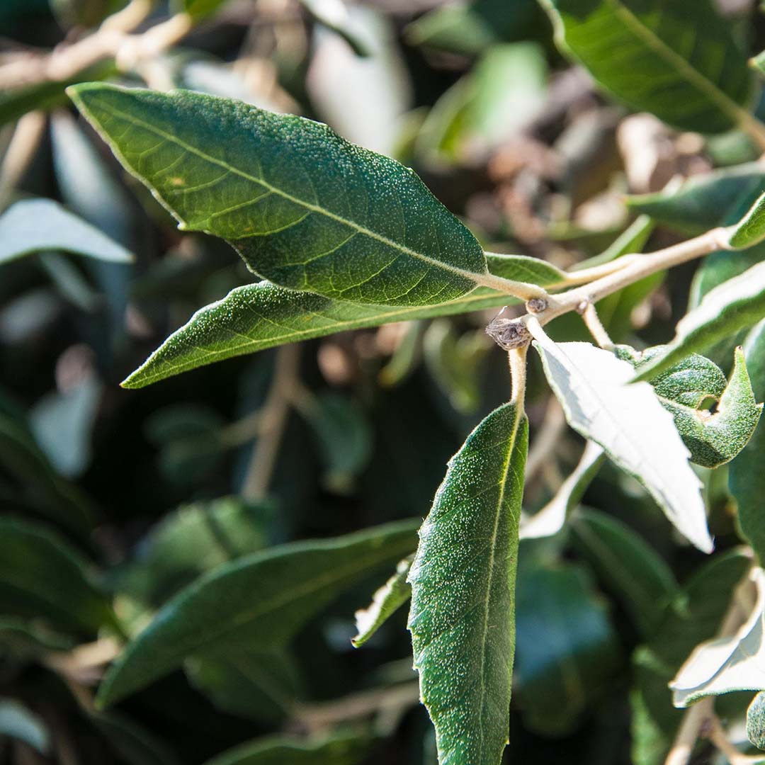 Steeneik blad (Quercus Ilex)