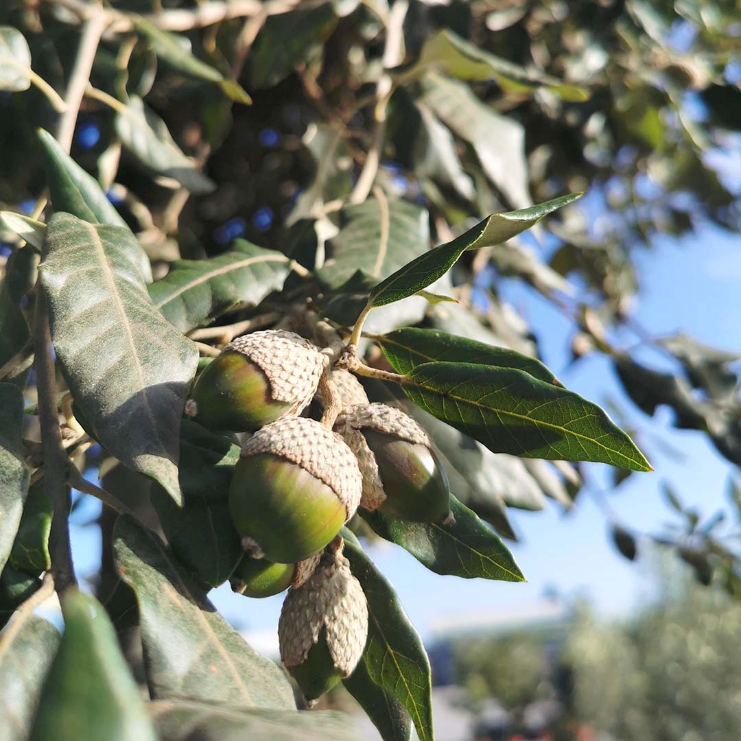 Steeneik vrucht, eikel (Quercus Ilex)