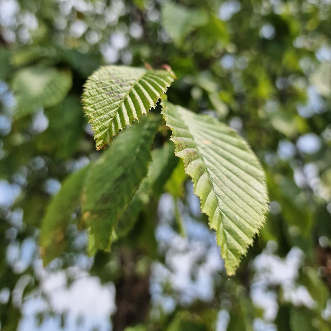 Haagbeuk blad (Carpinus betulus)