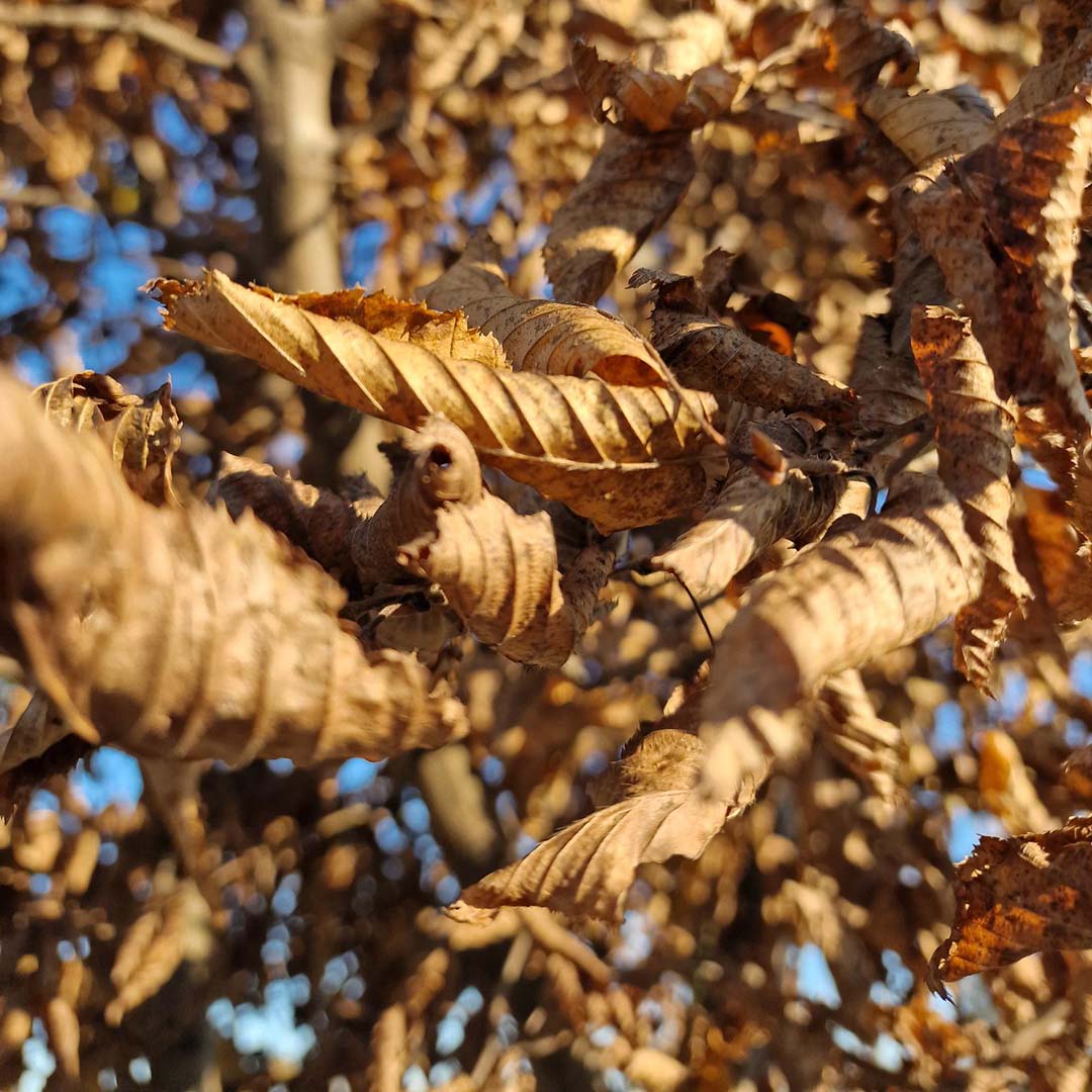 Haagbeuk blad herfst (Carpinus betulus)