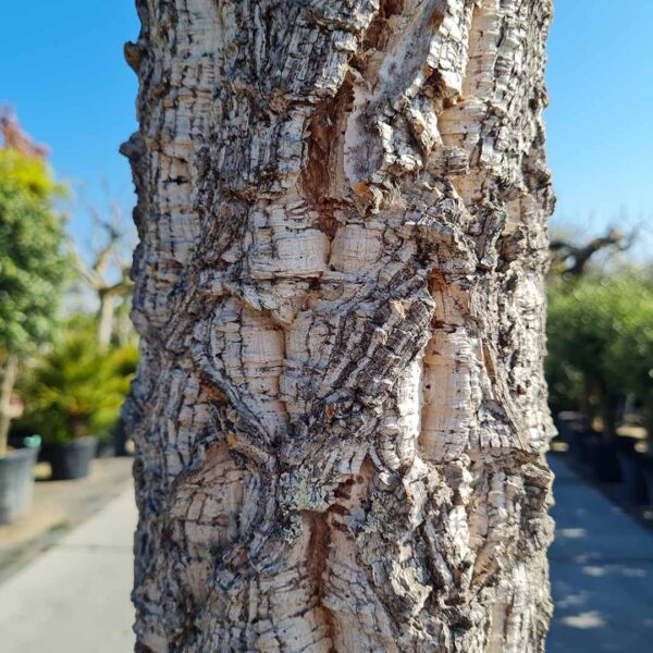 Kurkeik bast / stam (Quercus suber)