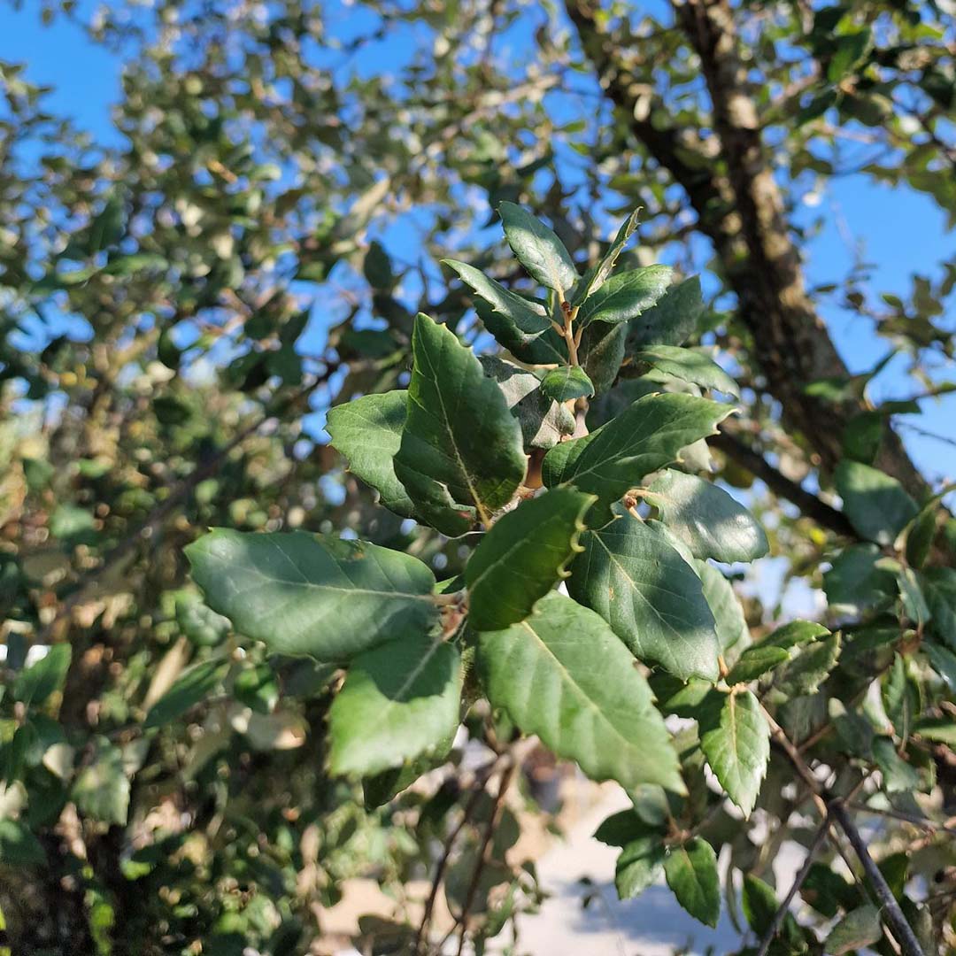 Kurkeik blad (Quercus suber)