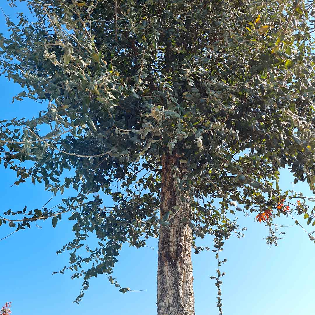 Kurkeik op stam - kruin (Quercus suber)