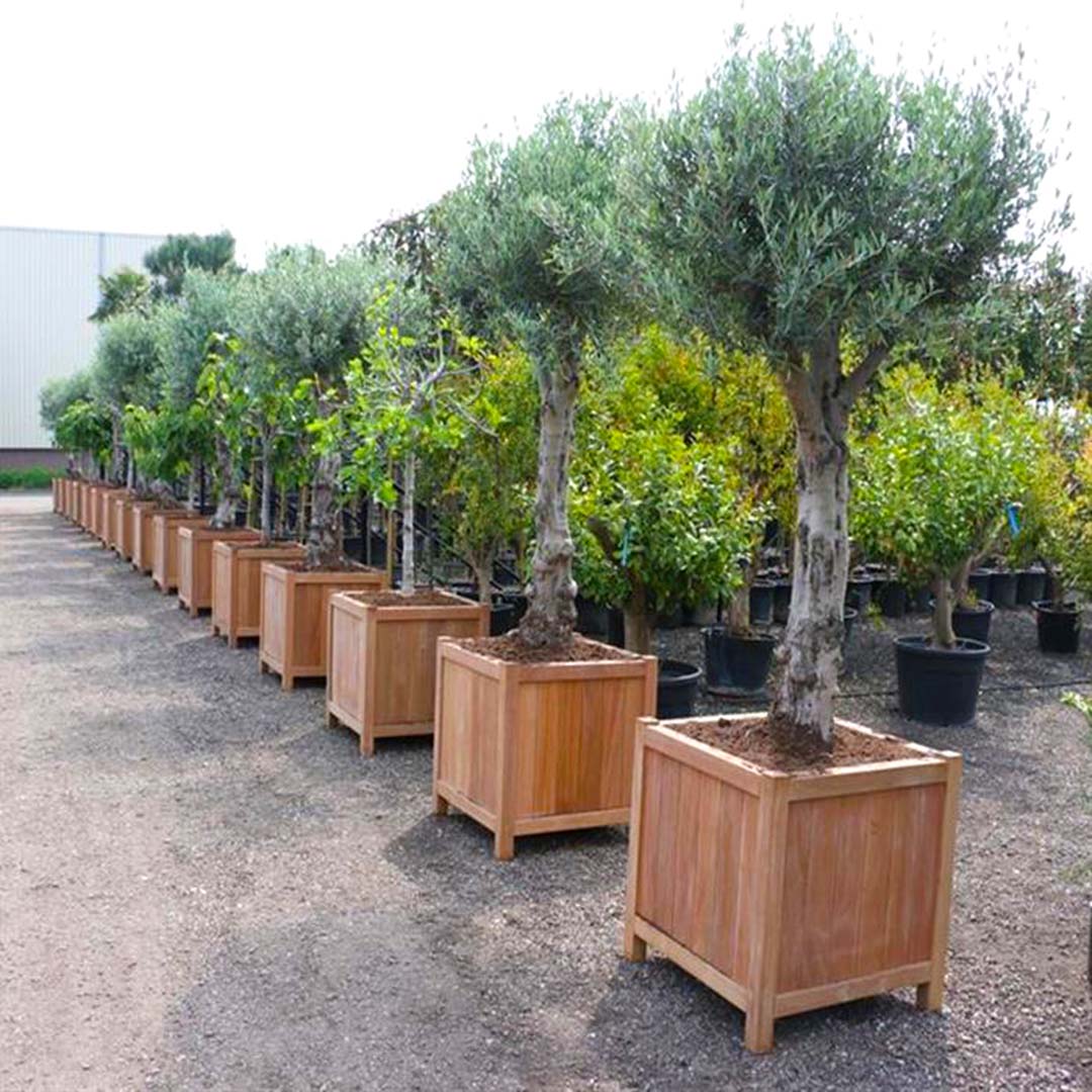 Hardhouten plantenbakken met olijfboom (met poten) - voor buiten