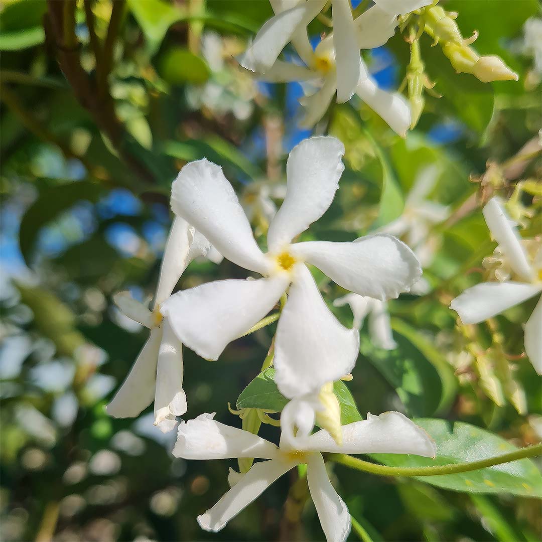 Toscaanse jasmijn bloei bloem / sterjasmijn (Trachelospermum jasminoides)