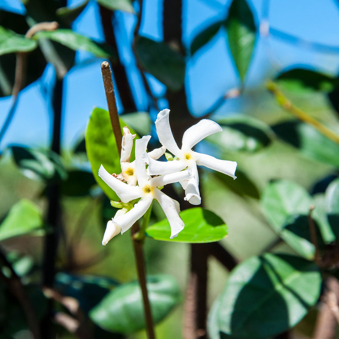 Toscaanse jasmijn / sterjasmijn bloei bloem (Trachelospermum jasminoides)