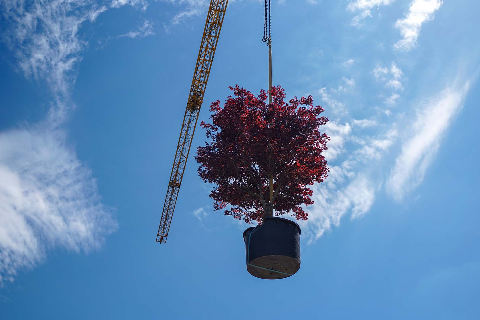 Citytree diensten: aanplantservice grote bomen