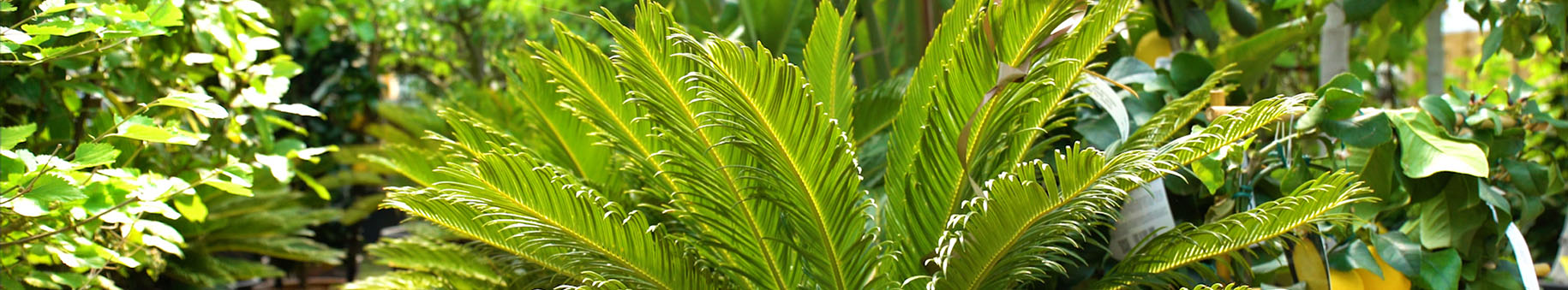 Palmboom bladeren | Citytree
