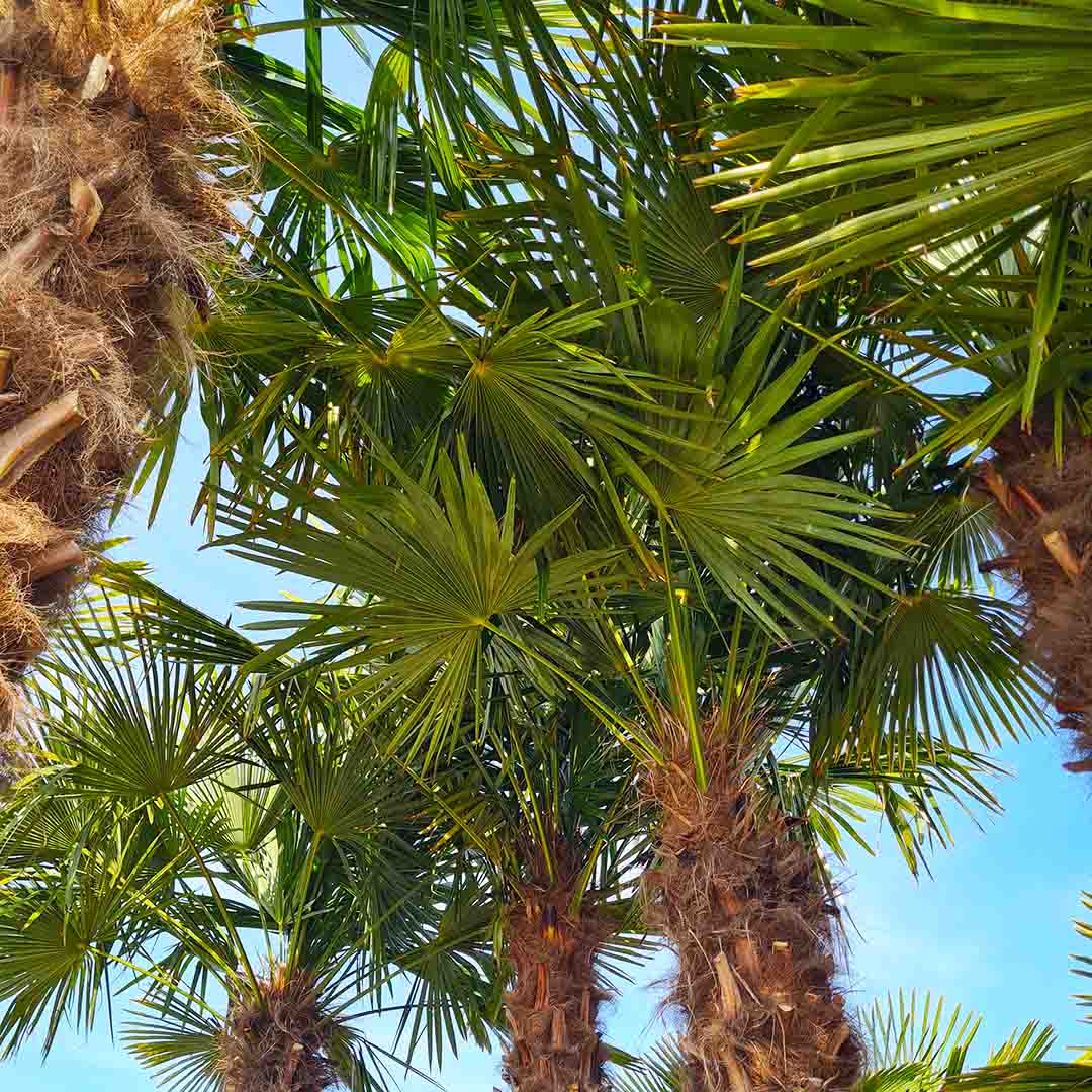 Palmbomen bladeren | Citytree
