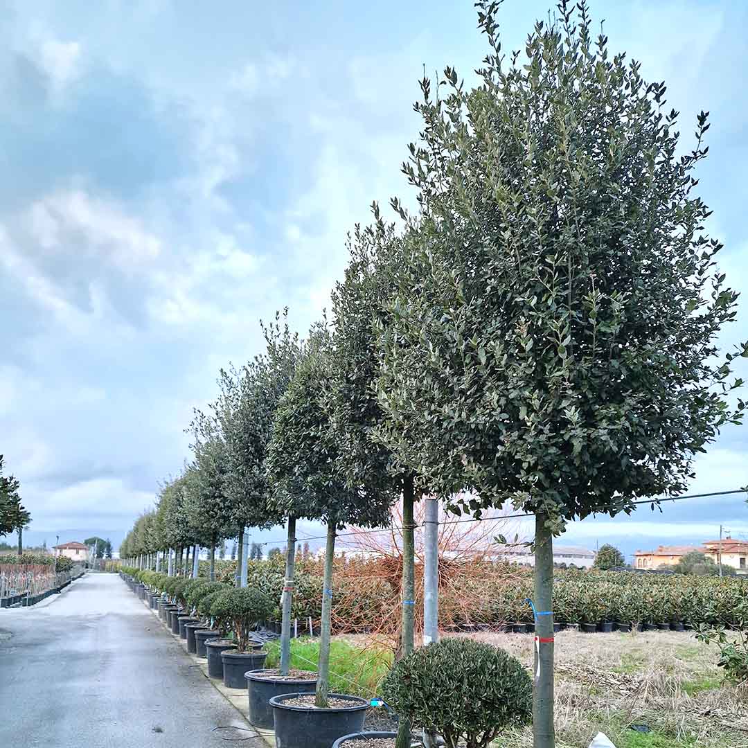 Steeneik Ø25-30 cm stamomtrek (Quercus ilex)