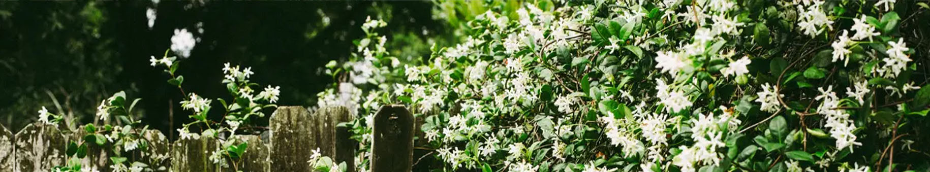 Toscaanse jasmijn / sterjasmijn is een groenblijvende klimplant (Trachelospermum jasminoides)
