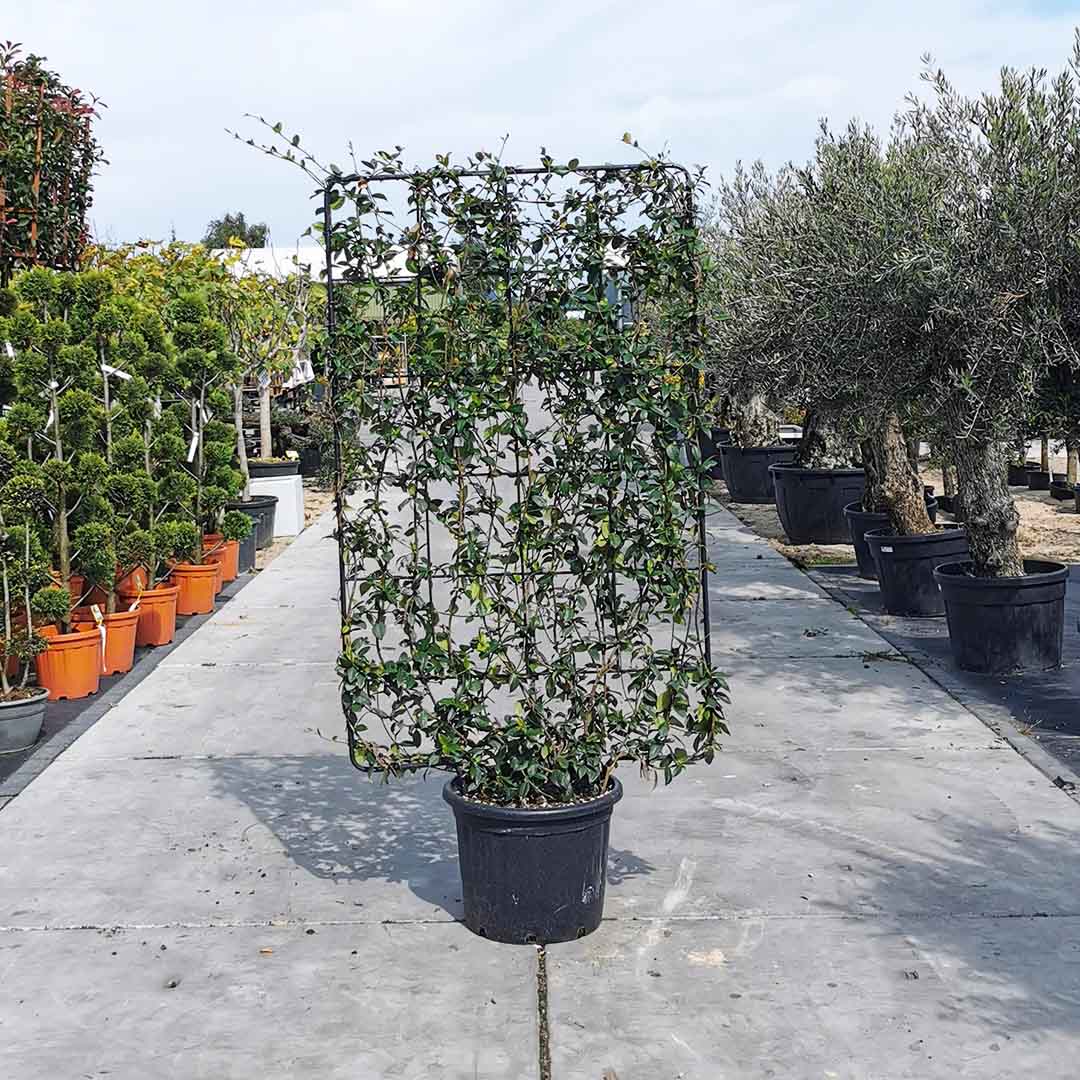 Toscaanse jasmijn scherm 180x110 cm (Trachelospermum-jasminoides)