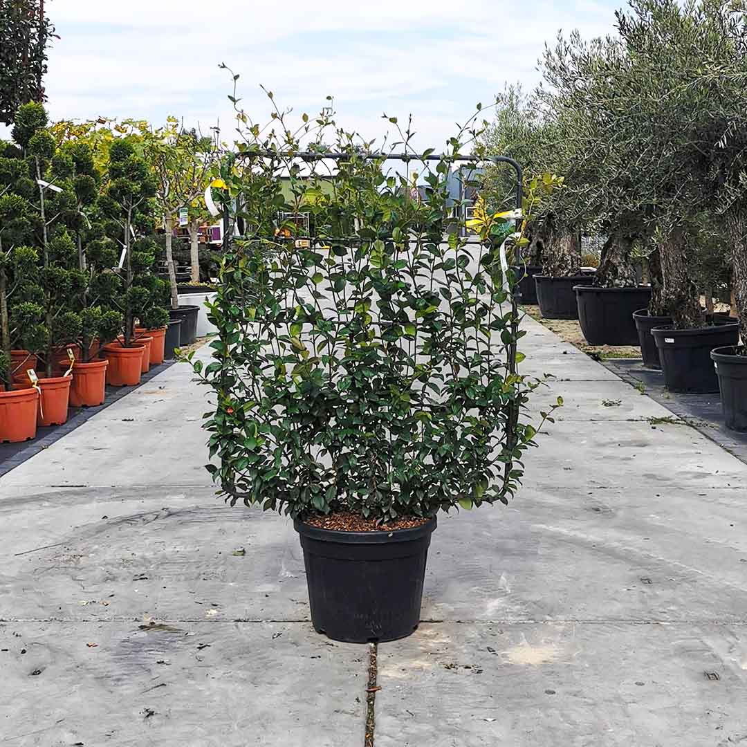 Toscaanse jasmijn scherm 90x110 cm (Trachelospermum jasminoides)