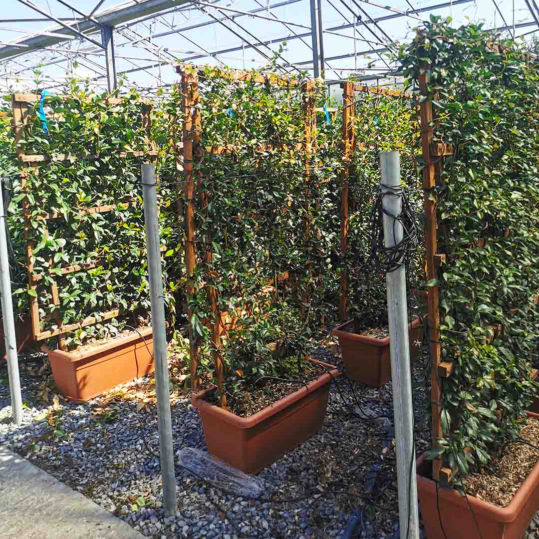 Toscaanse jasmijn scherm (Trachelospermum jasminoides)