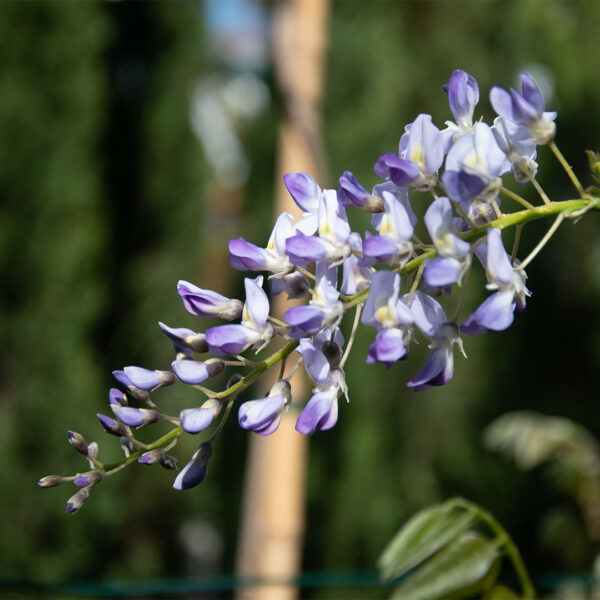 Chinese blauwe regen 'Amethyst' bloem (Wisteria Sinensis)