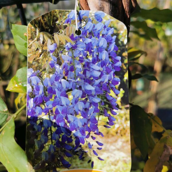 Japanse blauwe regen 'Golden King' bloem (Wisteria brakybotrys)