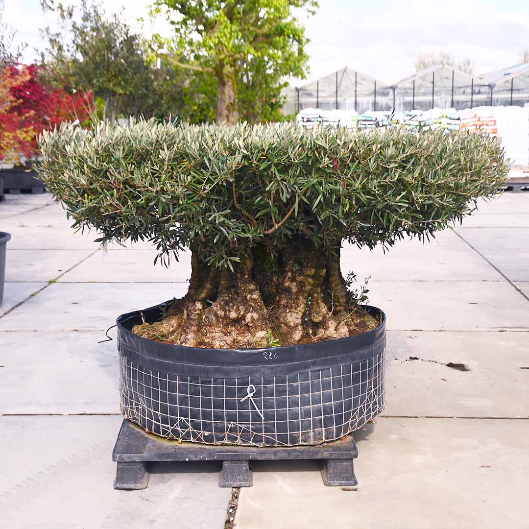 Olijfboom bonsai PLATEAU stamomtrek Ø100-125 cm (Olea Europaea)