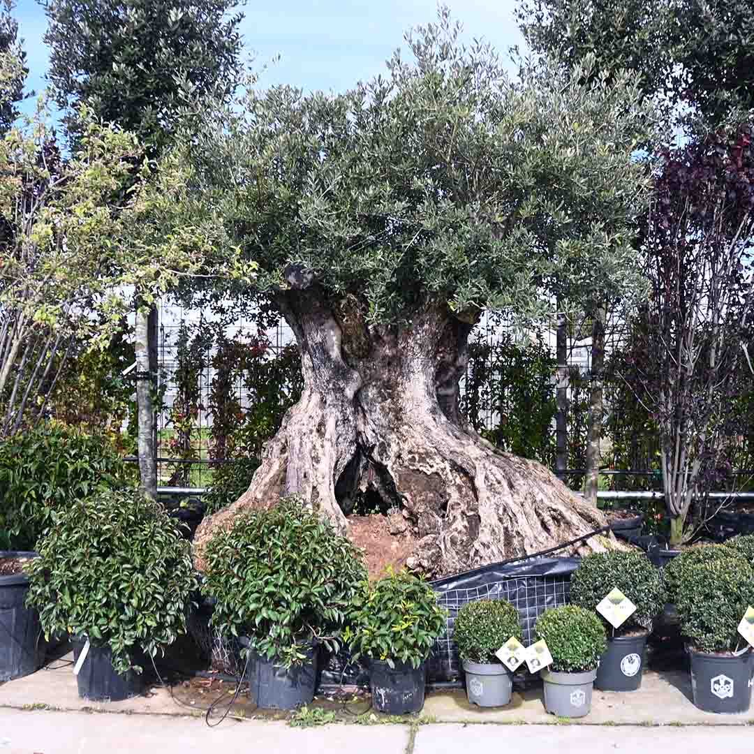 Olijfboom bonsai stamomtrek Ø260-300, stamhoogte 140 cm, (Olea Europaea)