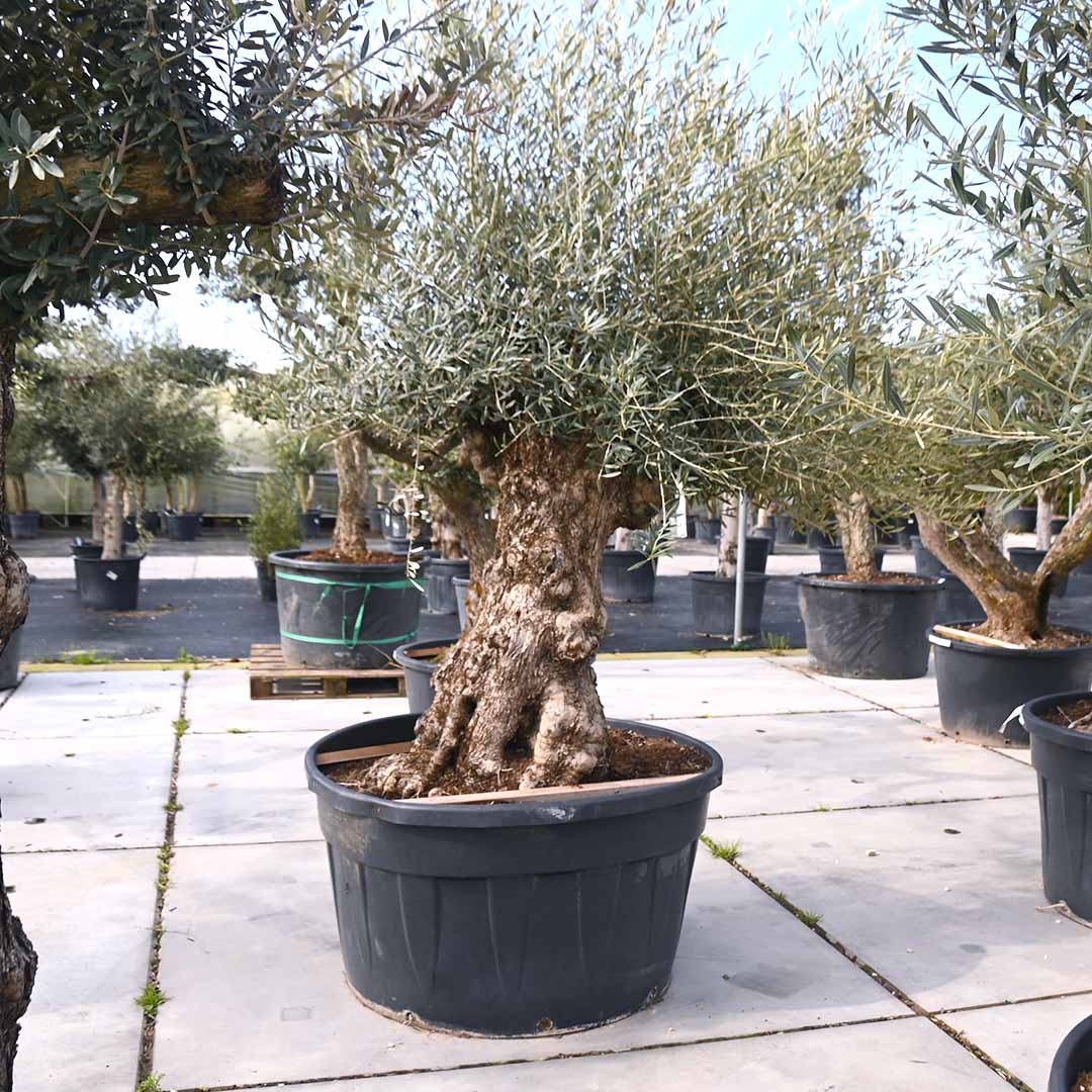 Olijfboom bonsai stamomtrek Ø100-125, stamhoogte 90 cm, totaalhoogte 200/225 cm (Olea Europaea)