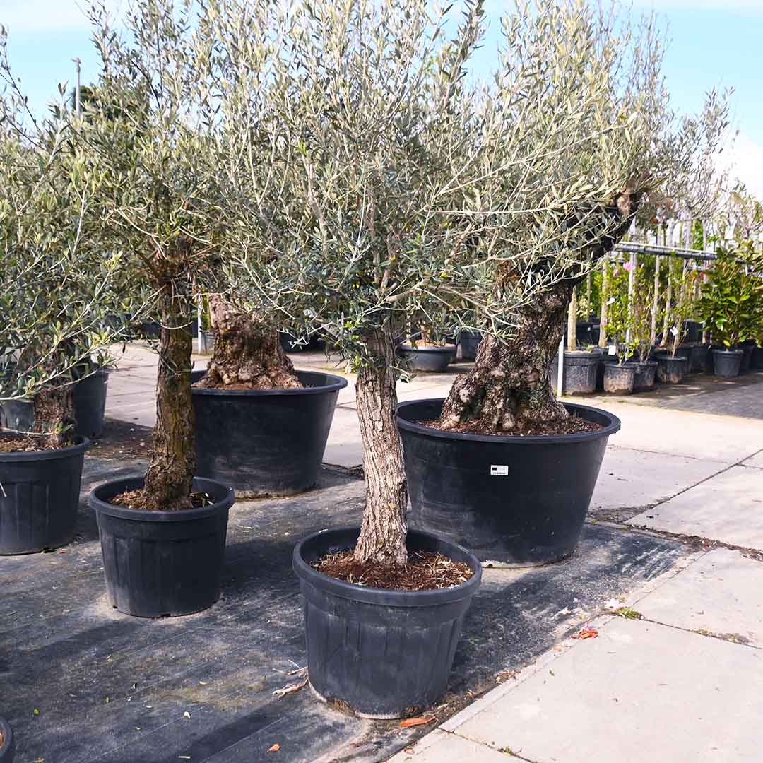 Olijfboom bonsai stamomtrek Ø40-50 stamhoogte 90 cm (Olea Europaea)