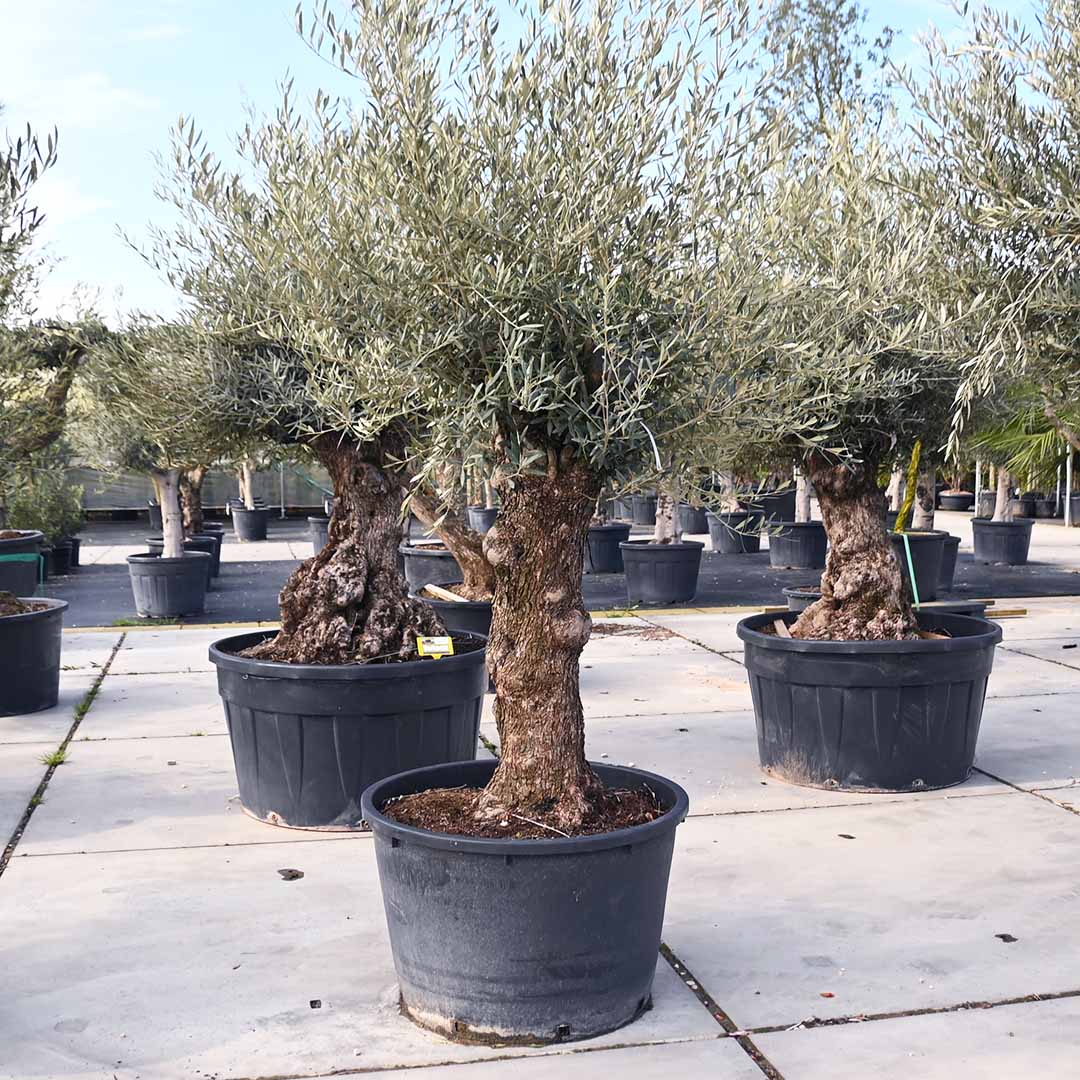 Olijfboom bonsai stamomtrek Ø90-100, stamhoogte 100 cm (Olea Europaea)
