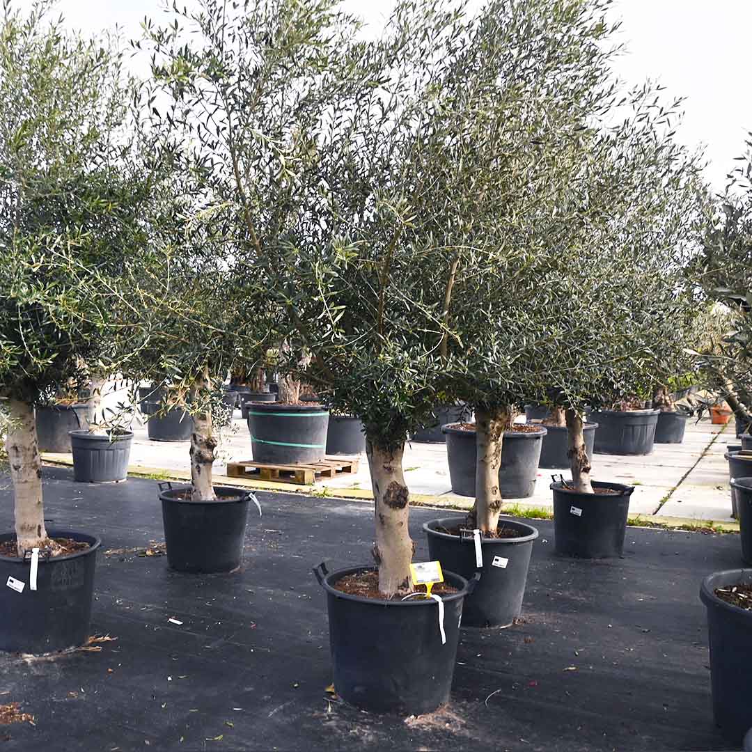 Olijfboom gladde stam omtrek Ø60-80 (Olea europaea)