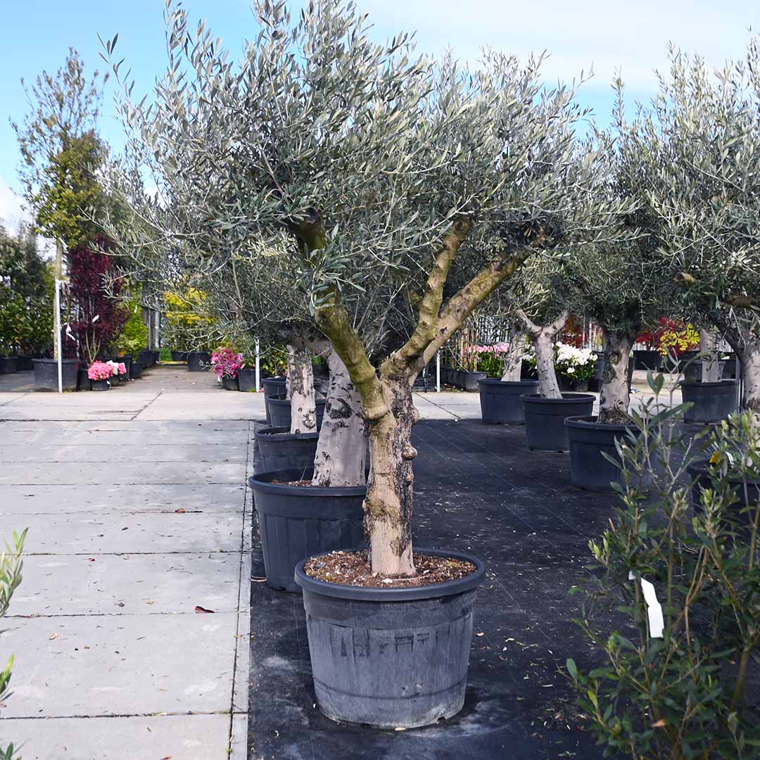 Olijfboom vertakt gladde stam stamomtrek Ø80-100 totaalhoogte 225-250 cm (Olea europaea)