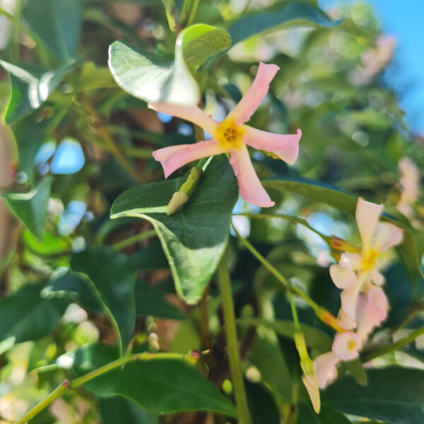 Toscaanse jasmijn 'pink shower' bloem (Trachelospermum jasminoides) sterjasmijn